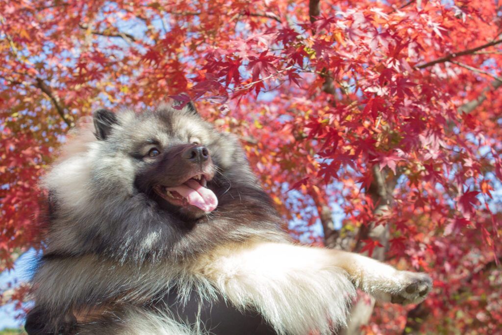 紅葉の下で笑顔を見せるキースホンドのキーくん