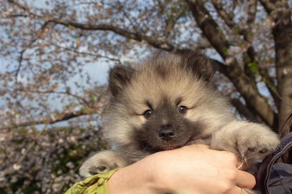 桜を背景に抱っこされるキースホンドの子犬