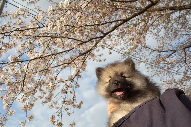 桜と青空の下で口を開けて笑うようなキースホンドの子犬